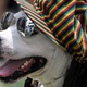 We checked, and this is one of two images of Rasta dogs available on Getty (Photo: AFP/Getty Images)